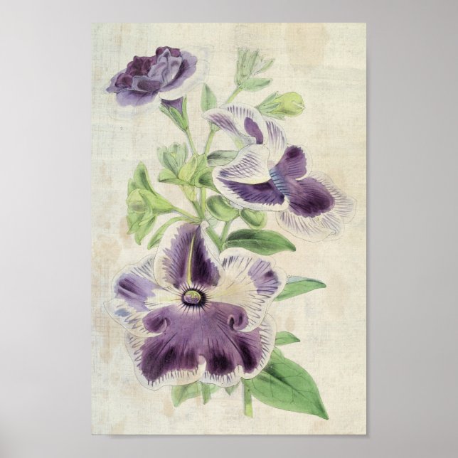 Vintage Botanical Eclipse & Annie Kien Petunias Poster (Front)