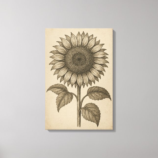 Vintage Botanical Engraving of Sunflower Head Canvas Print (Front)