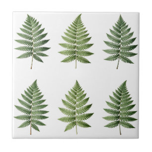 Vintage Botanical Fern Leaves Illustration Pattern Tile