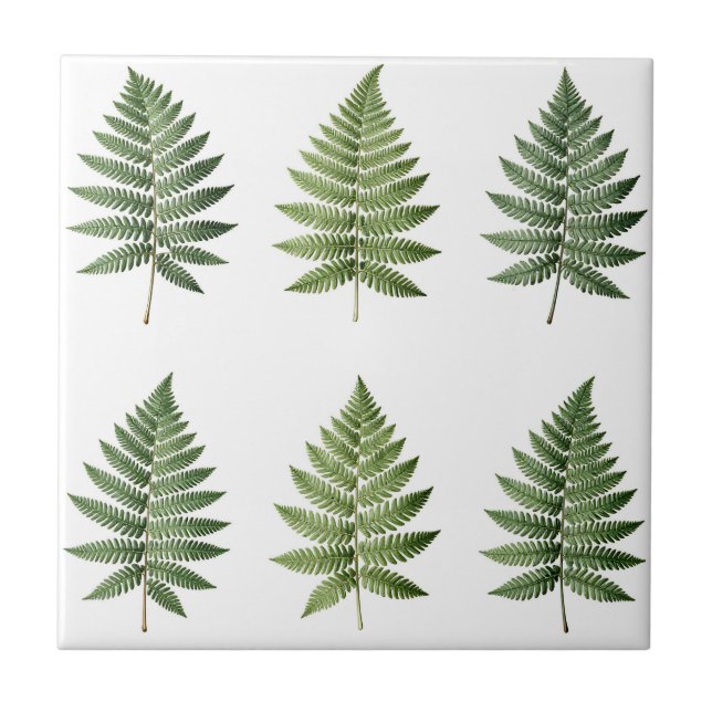 Vintage Botanical Fern Leaves Illustration Pattern Tile (Front)