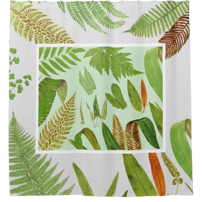 Vintage Botanical Ferns (Front)