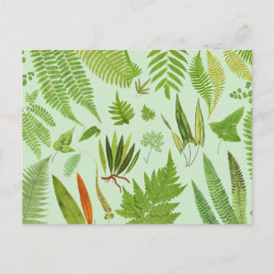 Vintage Botanical Ferns Postcard