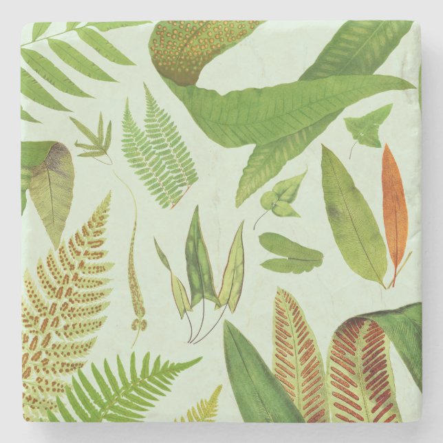 Vintage Botanical Ferns Stone Coaster (Front)