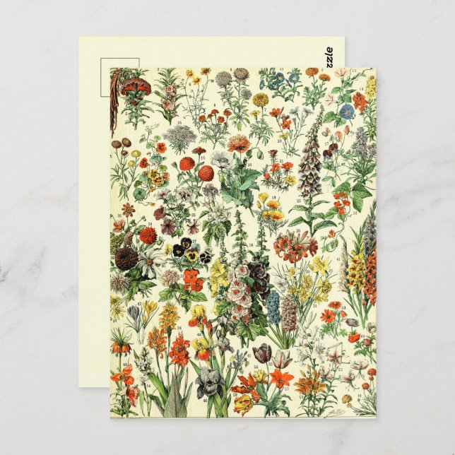 Vintage Botanical Fleurs  Postcard (Front/Back)