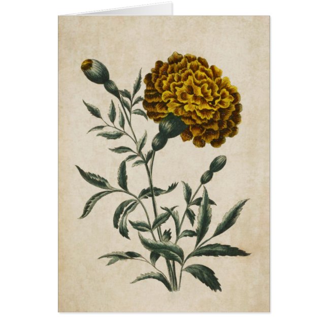 Vintage Botanical Floral African Marigold (Front)