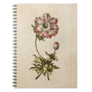 Vintage Botanical Floral Anemone Illustration Notebook