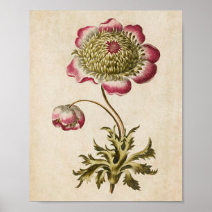 Vintage Botanical Floral Anemone Print