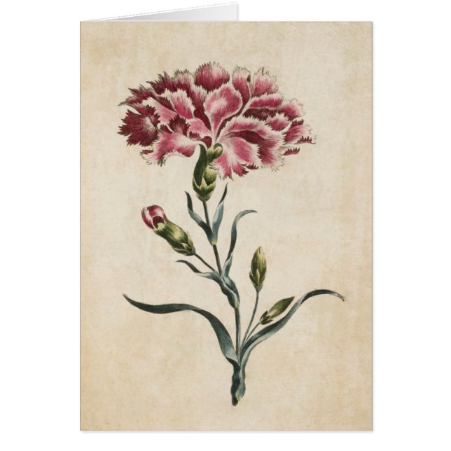Vintage Botanical Floral Carnation Illustration (Front)