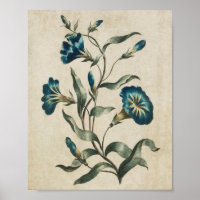 Vintage Botanical Floral Convolvulus Print