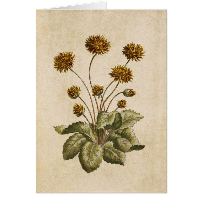Vintage Botanical Floral Crowfoot Illustration (Front)