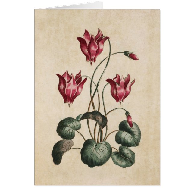 Vintage Botanical Floral Cyclamen Illustration (Front)