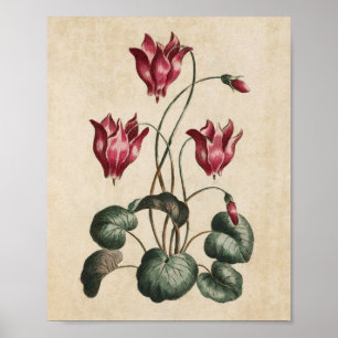 Vintage Botanical Floral Cyclamen Print