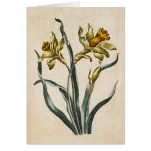 Vintage Botanical Floral Daffodil Illustration