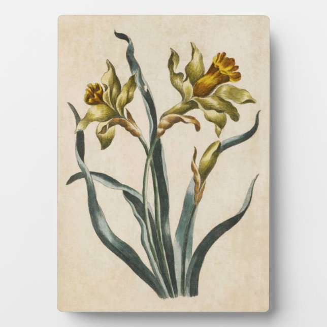 Vintage Botanical Floral Daffodil Plaque (Front)