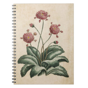 Vintage Botanical Floral Daisy Illustration Notebook