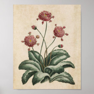 Vintage Botanical Floral Daisy Print