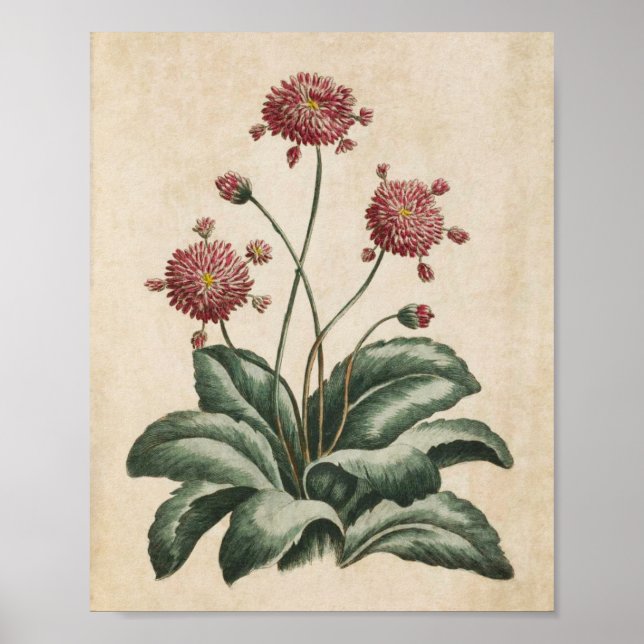 Vintage Botanical Floral Daisy Print (Front)