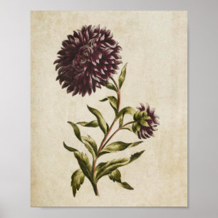 Vintage Botanical Floral Double Aster Print