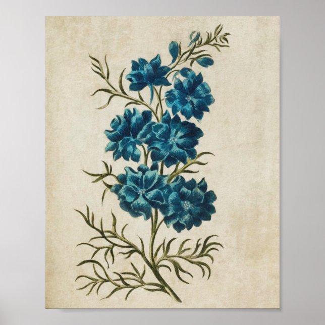 Vintage Botanical Floral Double Larkspur Print (Front)
