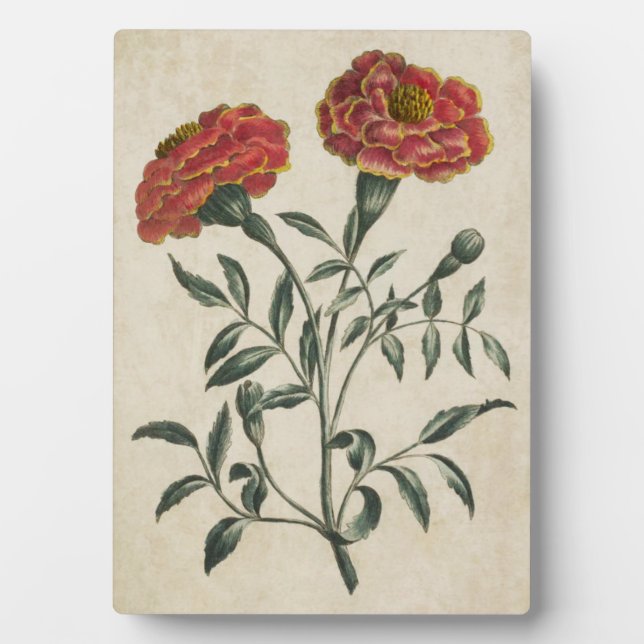 Vintage Botanical Floral French Marigold Plaque (Front)
