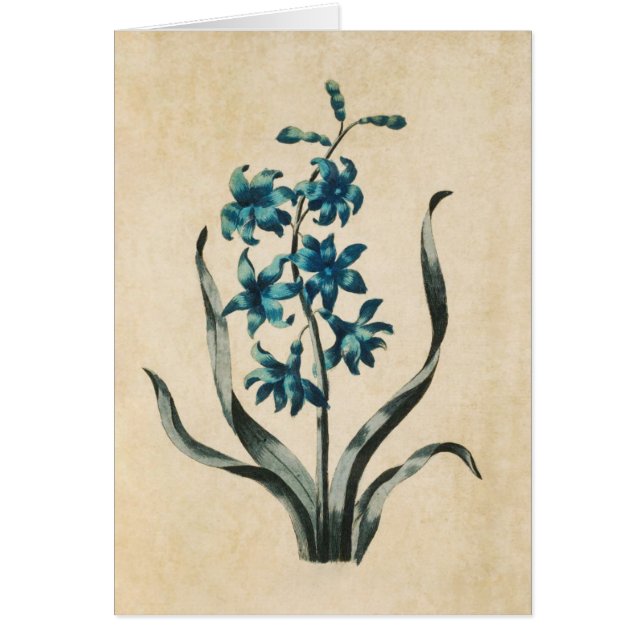 Vintage Botanical Floral Hyacinth Illustration (Front)
