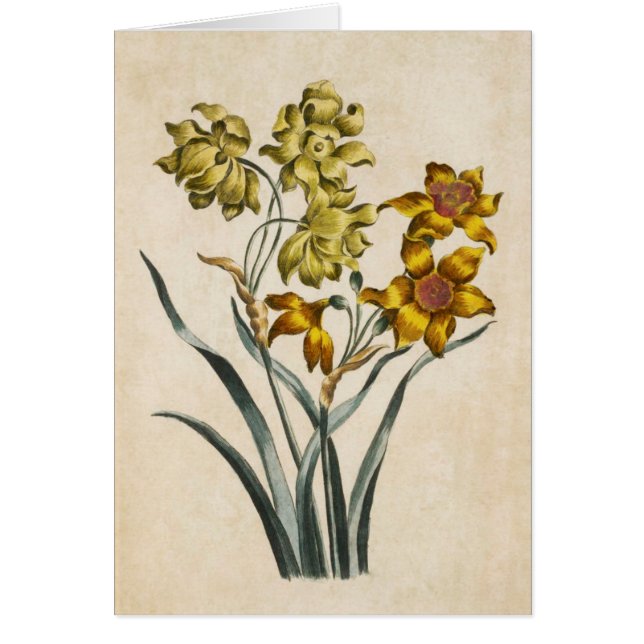 Vintage Botanical Floral Jonquil Illustration (Front)