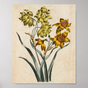 Vintage Botanical Floral Jonquil Print