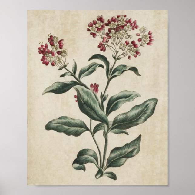 Vintage Botanical Floral Laurestina Print (Front)