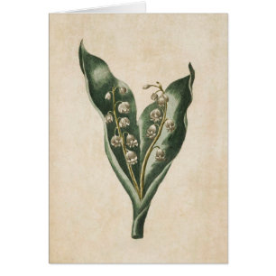 Vintage Botanical Floral Lily of the Valley
