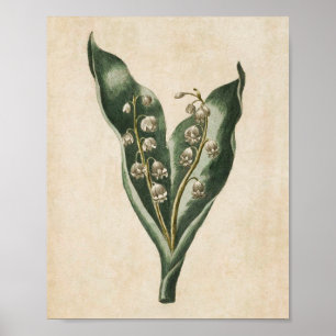 Vintage Botanical Floral Lily of the Valley Print