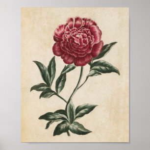 Vintage Botanical Floral Peony Print