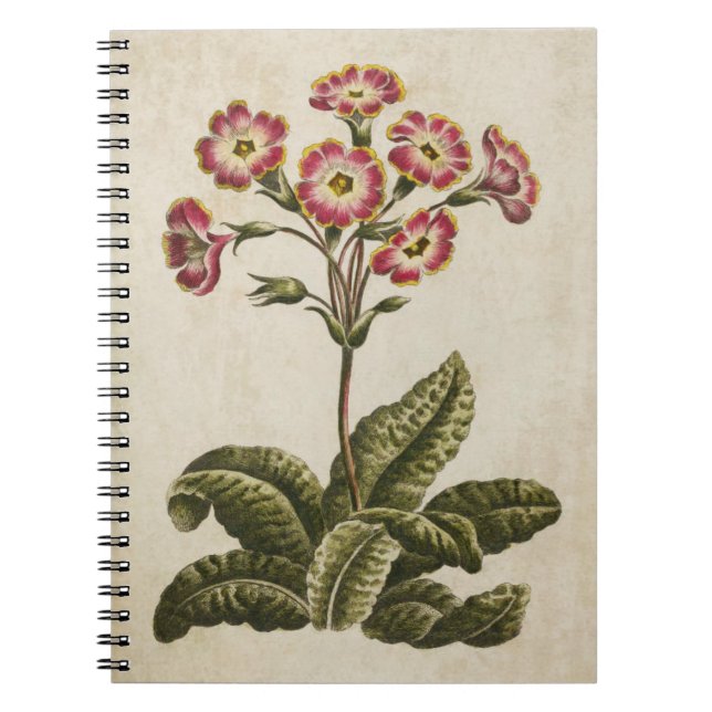 Vintage Botanical Floral Polianthus Illustration Notebook (Front)