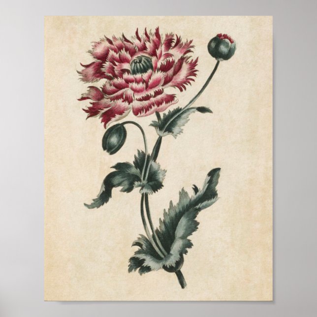 Vintage Botanical Floral Poppy Print (Front)