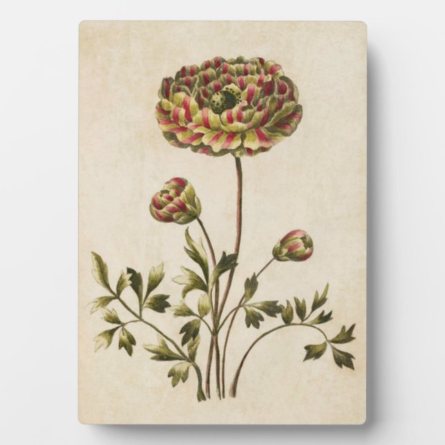 Vintage Botanical Floral Ranunculus Plaque (Front)