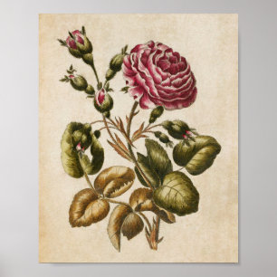 Vintage Botanical Floral Rose Print