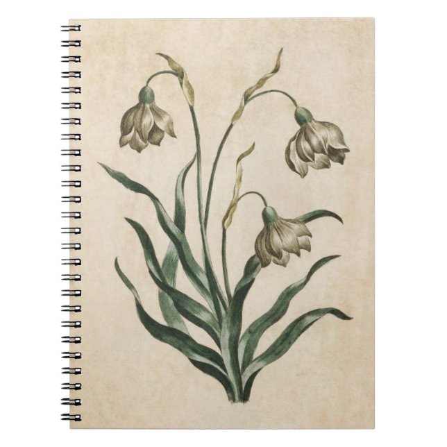 Vintage Botanical Floral Snowdrop Illustration Notebook (Front)
