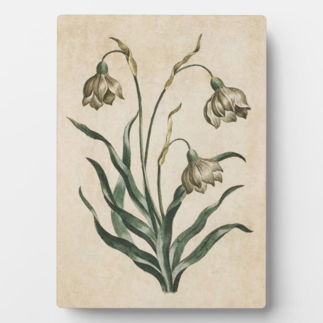 Vintage Botanical Floral Snowdrop Plaque (Front)