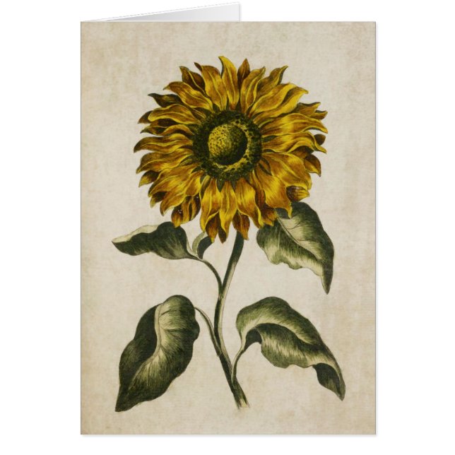 Vintage Botanical Floral Sunflower Illustration (Front)