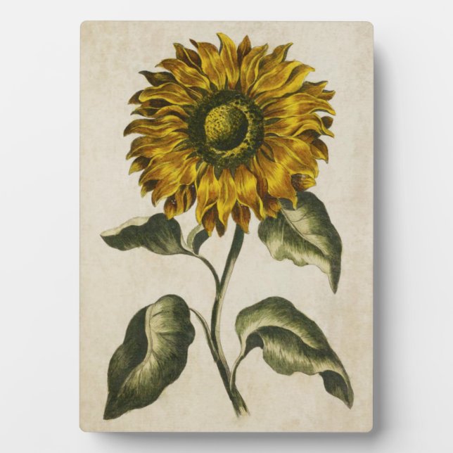 Vintage Botanical Floral Sunflower Plaque (Front)