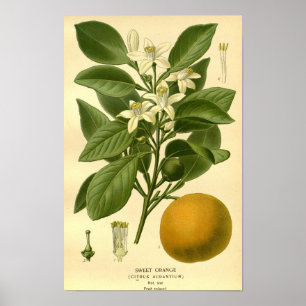 Vintage Botanical Floral Sweet Orange Fruit Illust Poster
