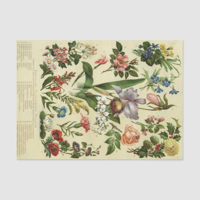 Vintage Botanical Floral Tissue Paper (Front)