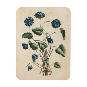 Vintage Botanical Floral Violets Magnet
