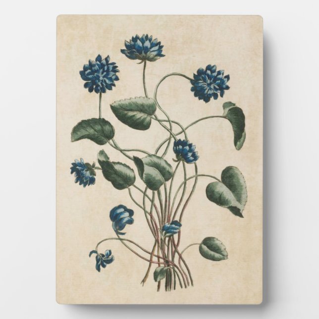 Vintage Botanical Floral Violets Plaque (Front)