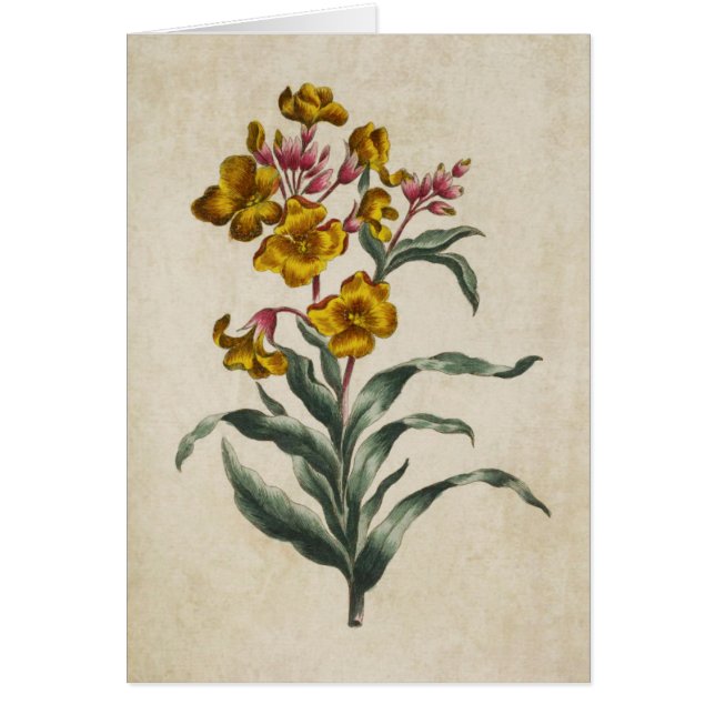 Vintage Botanical Floral Wall Flower Illustration (Front)