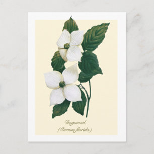 Vintage Botanical Flowering Dogwood  Postcard