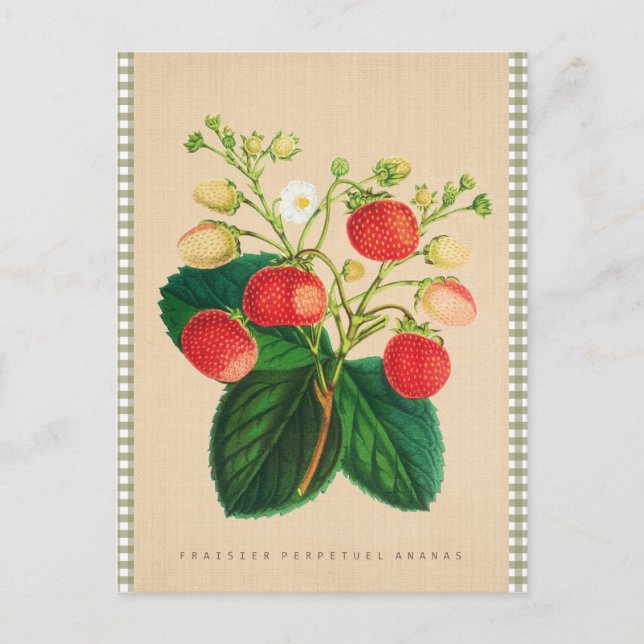 Vintage Botanical - Fraisier Perpetual Ananas Postcard (Front)