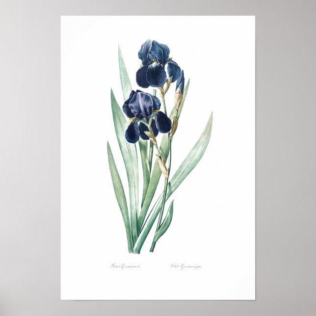 VINTAGE BOTANICAL "GERMAN IRIS" REDOUTÉ POSTER (Front)