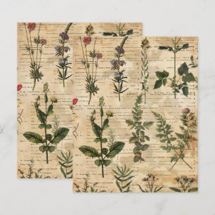 Vintage Botanical Herbal Scrapbook Paper 