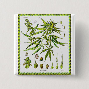 Vintage Botanical Illustration, 1897 - A weed 2 Inch Square Button