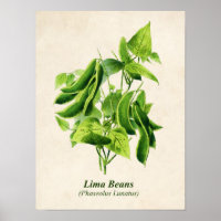 Vintage Botanical Illustration, Butter Bean Vine